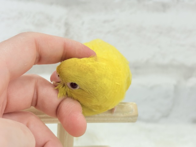サザナミインコ