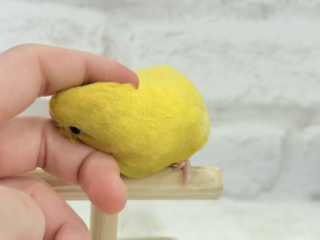 サザナミインコ
