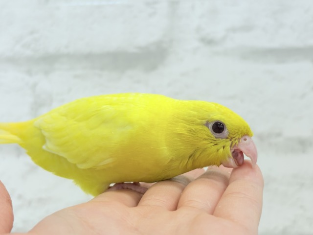 サザナミインコ