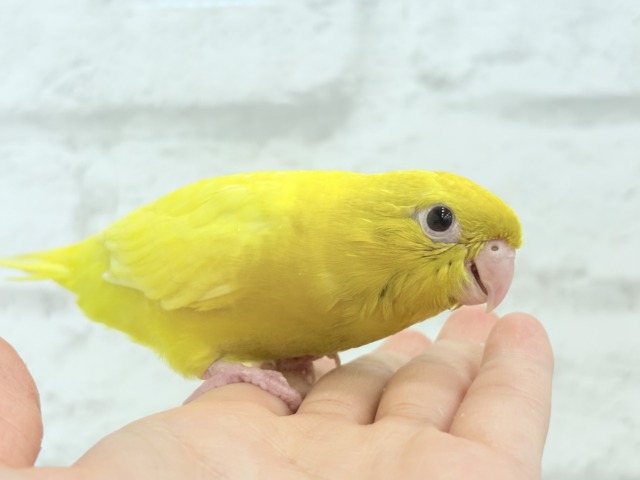 サザナミインコ