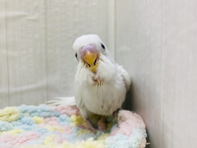 セキセイインコ