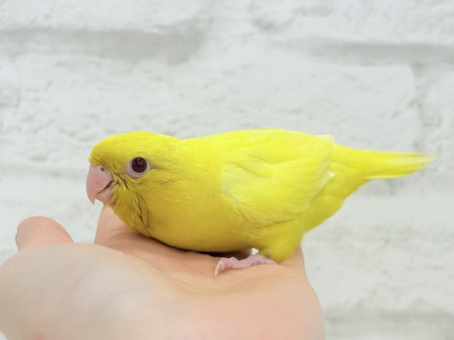 サザナミインコ
