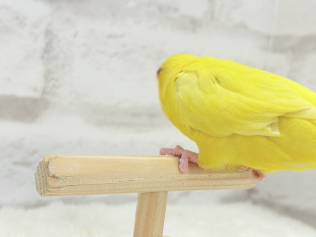 サザナミインコ