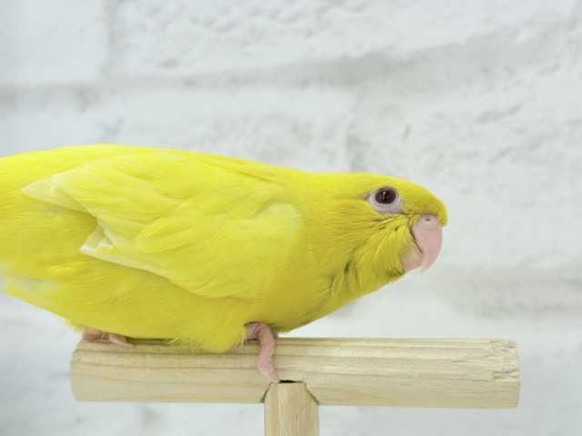 サザナミインコ