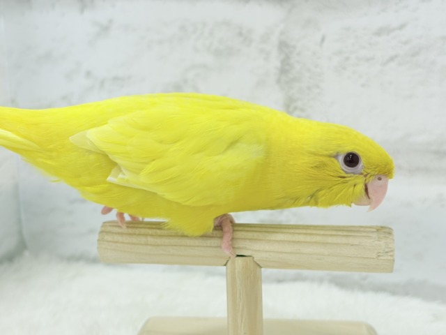 サザナミインコ