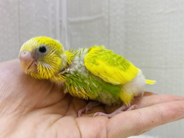 セキセイインコ