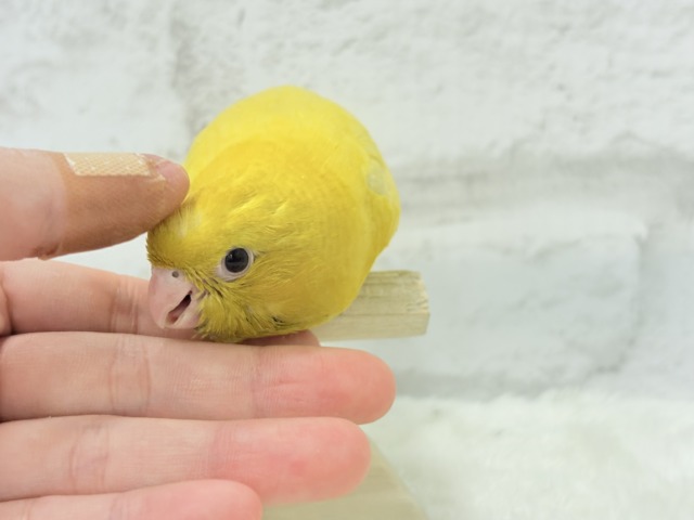 サザナミインコ