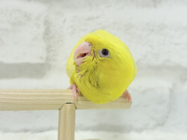 サザナミインコ