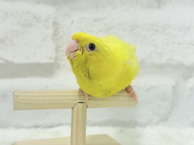 サザナミインコ