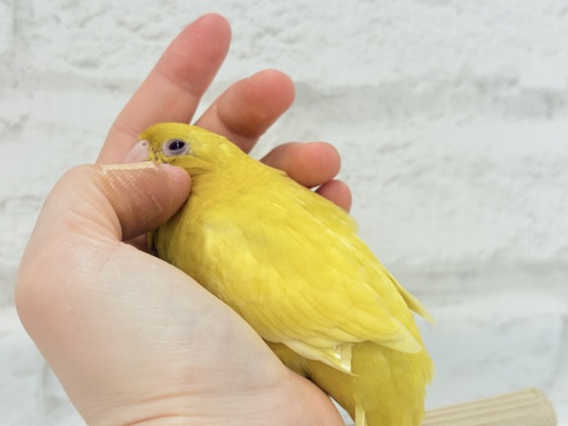 サザナミインコ