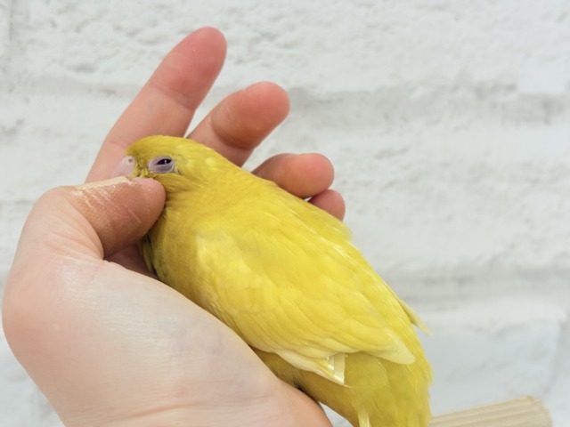 サザナミインコ
