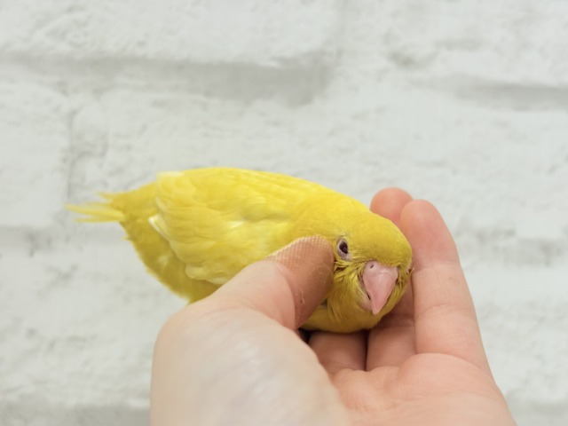 サザナミインコ
