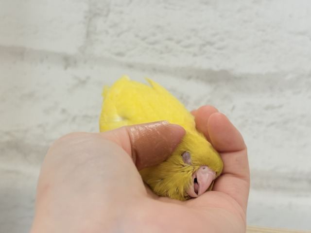 サザナミインコ