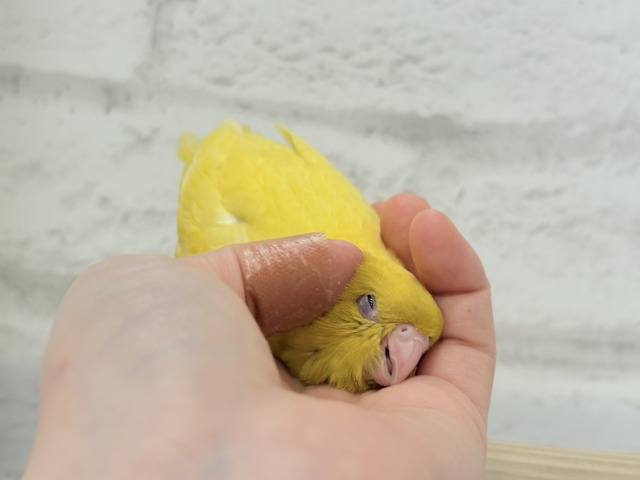 サザナミインコ