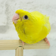 【最新画像更新🪄】特徴的な歌声です~♩♩サザナミインコ(ルチノー) ヒナ