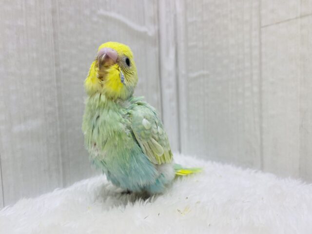 セキセイインコ