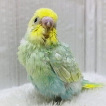 お腹のグラデーションに注目です🩵淡さ100％のセキセイインコ🌱