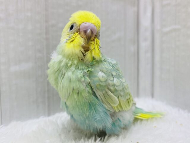 お腹のグラデーションに注目です🩵淡さ100％のセキセイインコ🌱