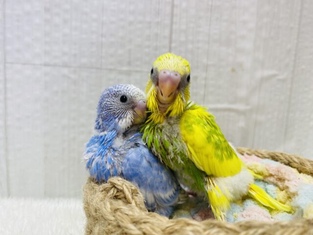 セキセイインコ