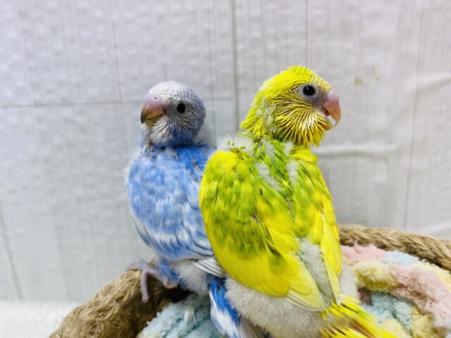 セキセイインコ