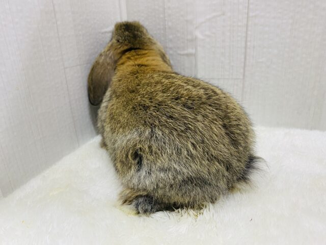 ロップイヤーラビット