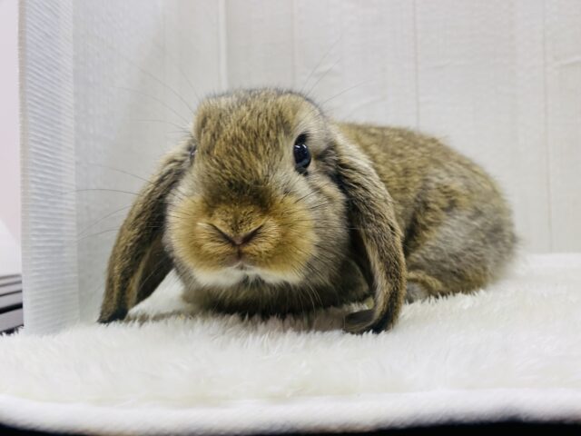 ロップイヤーラビット