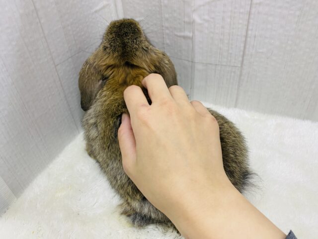 ロップイヤーラビット