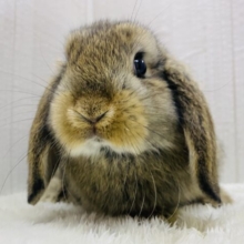 お顔がキュート💓もちっと体型が可愛すぎるロップちゃん🐰⸝꙳