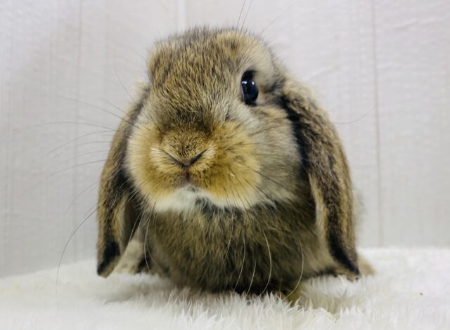 お顔がキュート💓もちっと体型が可愛すぎるロップちゃん🐰⸝꙳