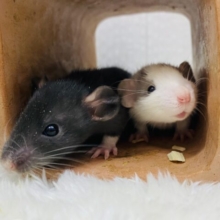 ゆるふわベビー💓ヤンチャに動き回るぞ〜ファンシーラット👑