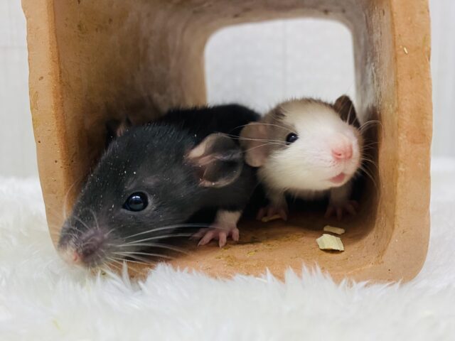 ゆるふわベビー💓ヤンチャに動き回るぞ〜ファンシーラット👑