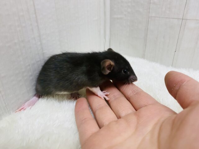 ファンシーラット