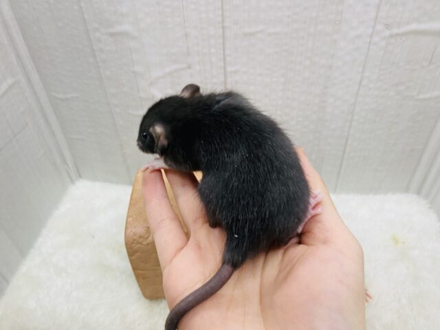 ファンシーラット