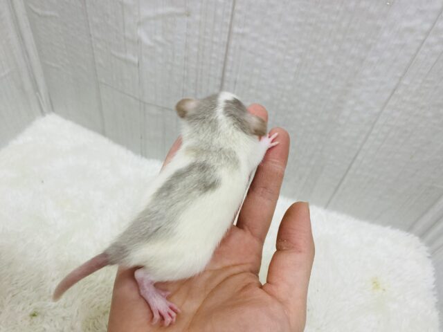 ファンシーラット