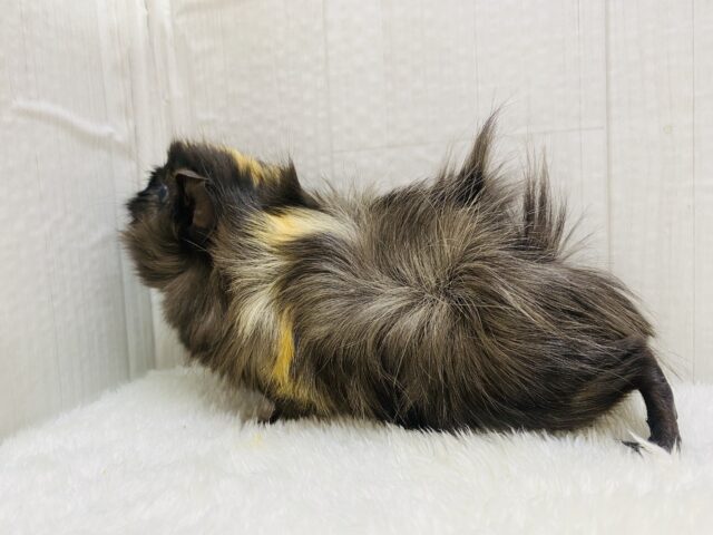 アビシニアンモルモット