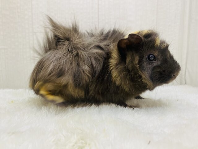 アビシニアンモルモット