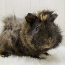 寝癖ですか❓いいえ🙂‍↔️無造作ヘア〜なんです！！アビシニアンモルモット🍎