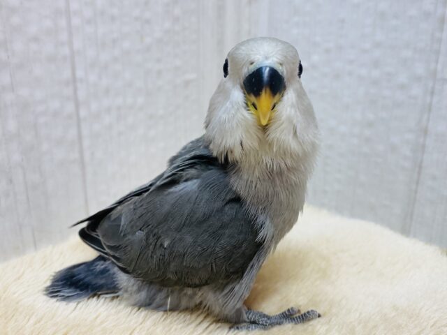 最新画像有ります⭐️🩶渋めコザさんお探しの方には刺さるはず‼️コザクラインコのモーブカラー🌱