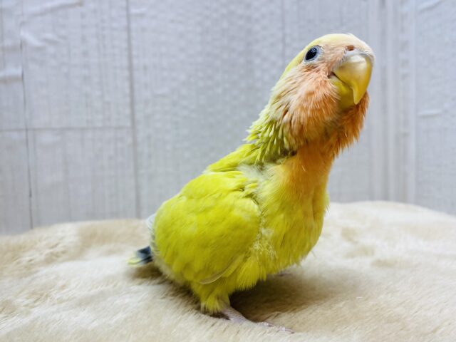 コザクラインコ（小桜インコ）
