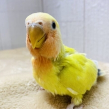 最新画像有ります❤️金色に輝く✨ワタワタに包まれたコザクラインコ（ゴールデンチェリー）🌟