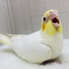 ムチムチしてます☺️🩷定番人気❗️オカメインコのルチノー👑