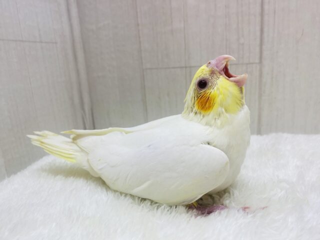 オカメインコ