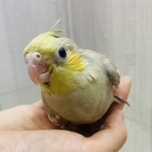 優しさをちょっぴりおすそ分け🤎淡さがｷｬﾜｲｲෆ˚*オカメインコ(シナモン)