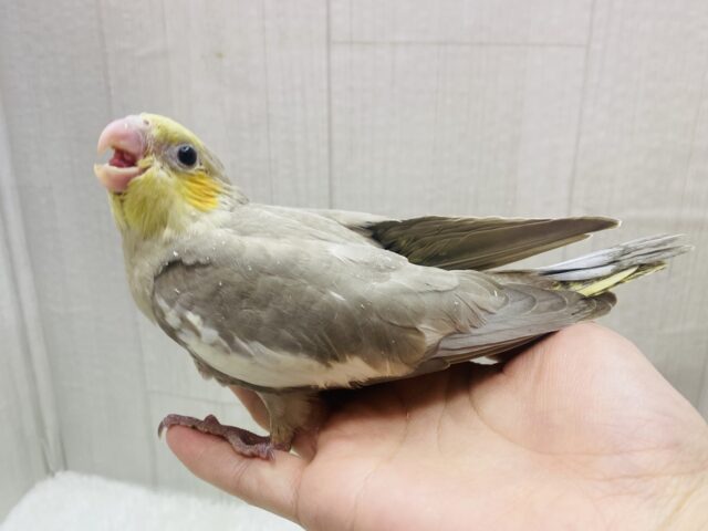 オカメインコ