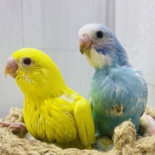 カラフル〜なヒナちゃんズ💛🩵セキセイインコのルチノー・スパングル💫