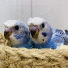 あと一羽⭐️頭に注目‼️‼️寝癖じゃないよ〜個性溢れるセキセイインコ🌱💕