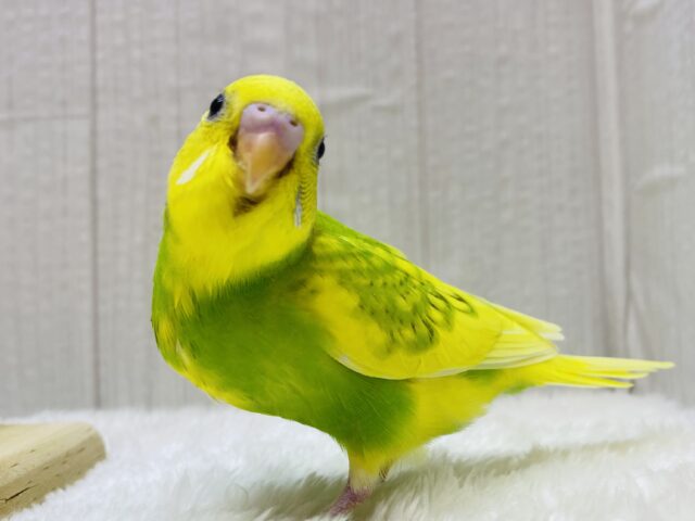 最新画像有ります❗️🌙まるで月と太陽☀️わちゃわちゃ賑やか✨セキセイインコ‼️