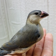 最新画像有ります⭐️これから大変身しちゃうよ！桜文鳥ヒナさん来ました〜