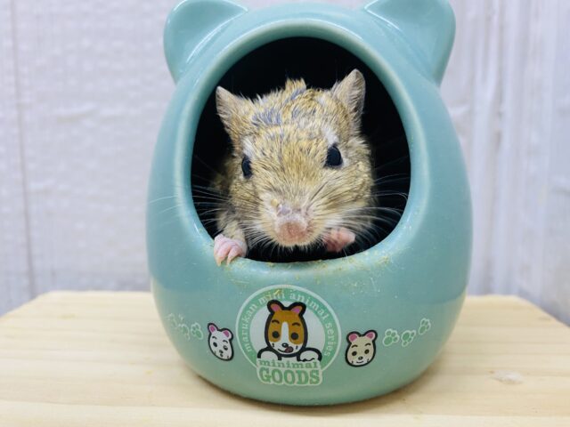 ジャイアントジャービル（オオスナネズミ）