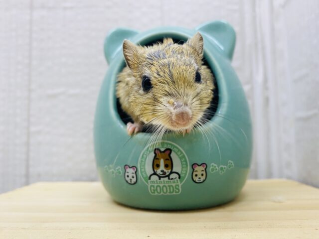 ｶｷｶｷできますっ🙋‍♀️💕まるまる成長中のジャイアントジャービル🌟